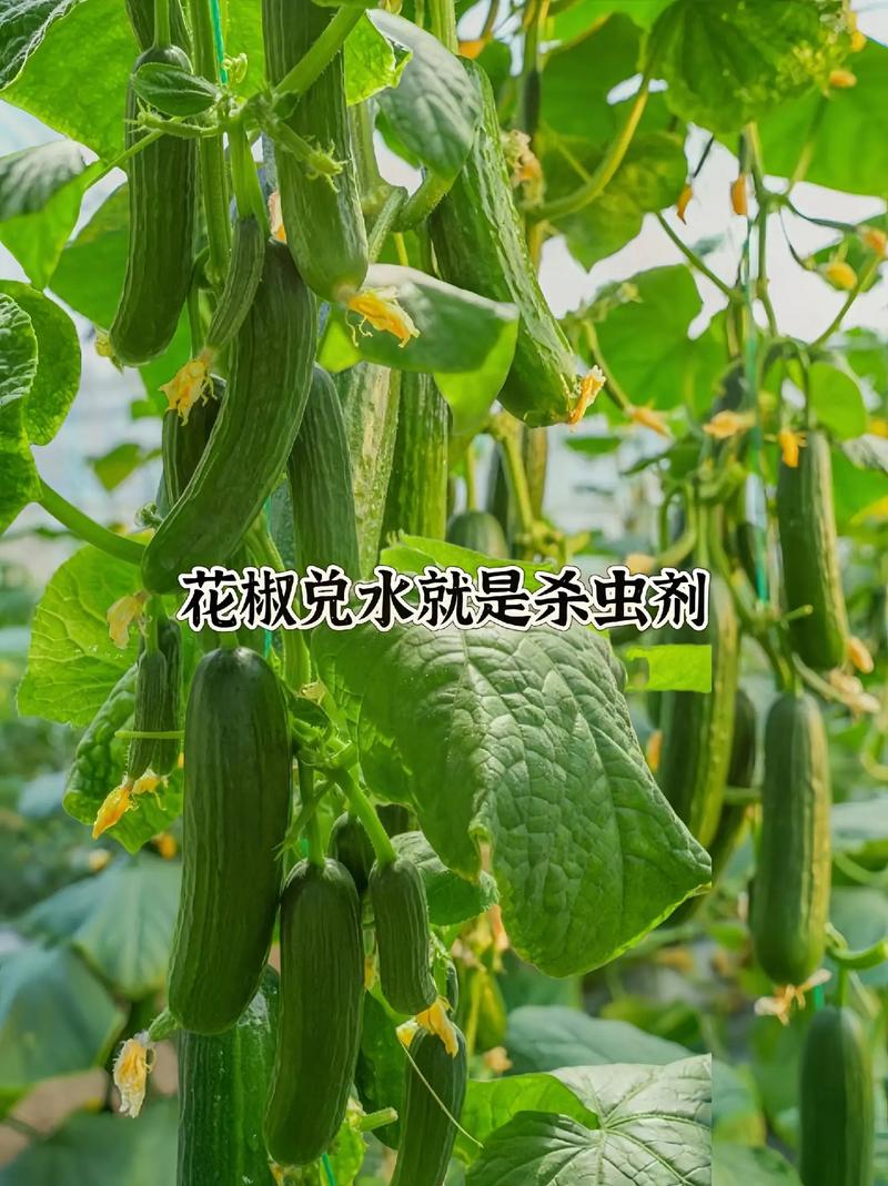 蔬菜管理种植技术有哪些关键要点？-图3