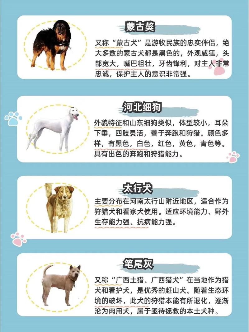 土肉狗有哪些品种?图片如何区分?-图1 土肉狗有哪些品种?图片如何区分?-图1