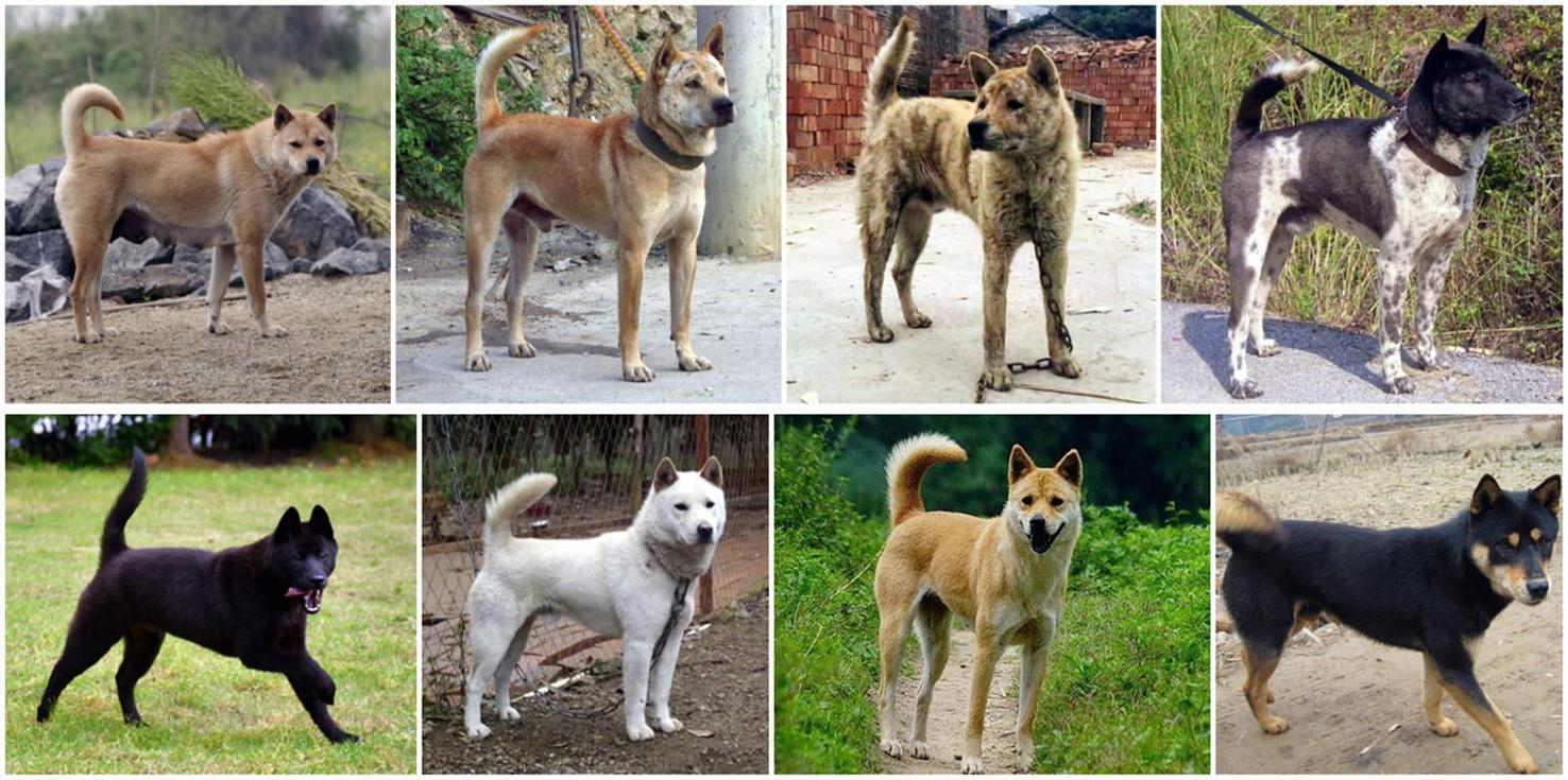 土肉狗有哪些品种?图片如何区分?-图2 土肉狗有哪些品种?图片如何区分?-图2