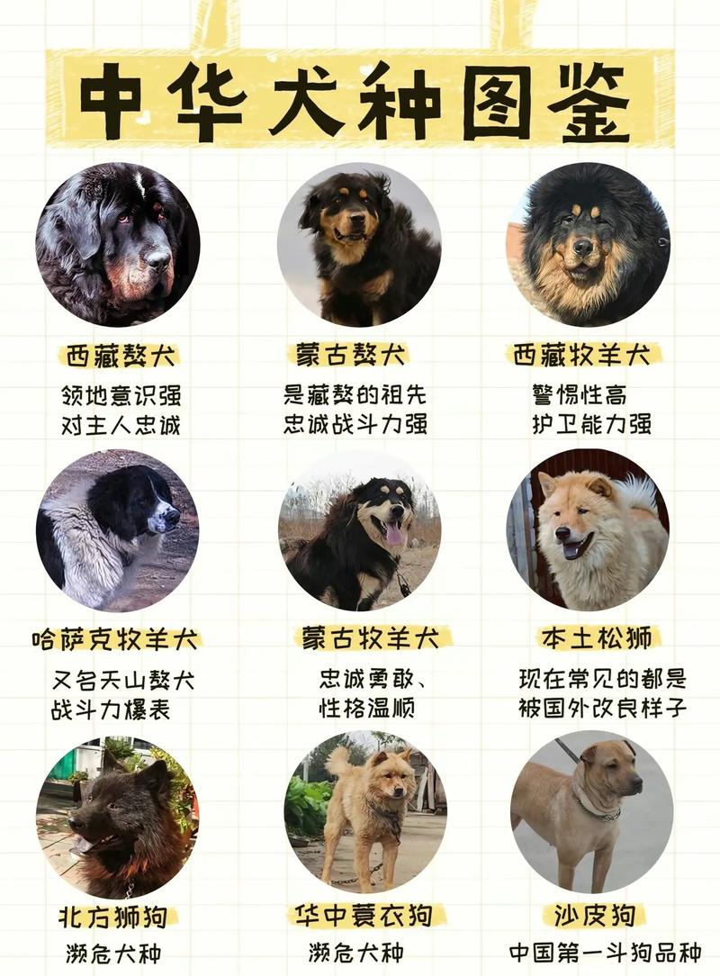 土肉狗有哪些品种?图片如何区分?-图3 土肉狗有哪些品种?图片如何区分?-图3