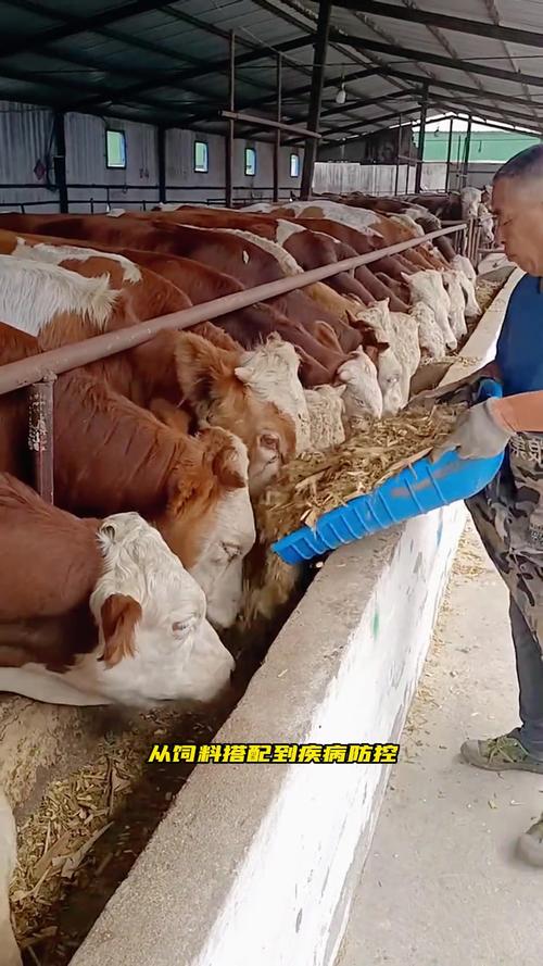 农村养牛有哪些关键方法与技术要点?-图3 农村养牛有哪些关键方法与技术要点?-图3