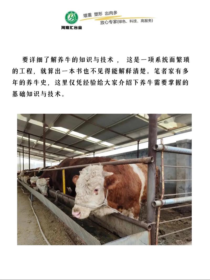 农村养牛有哪些关键方法与技术要点?-图1 农村养牛有哪些关键方法与技术要点?-图1