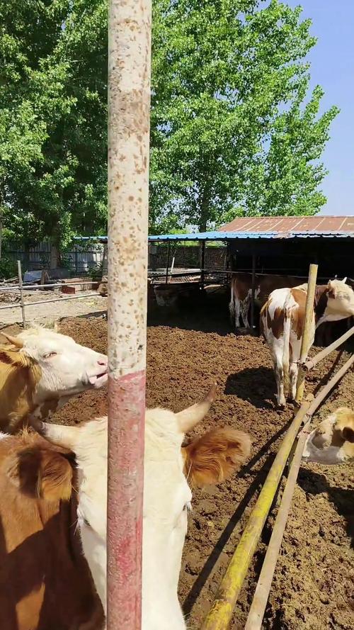 农村养牛有哪些关键方法与技术要点?-图2 农村养牛有哪些关键方法与技术要点?-图2
