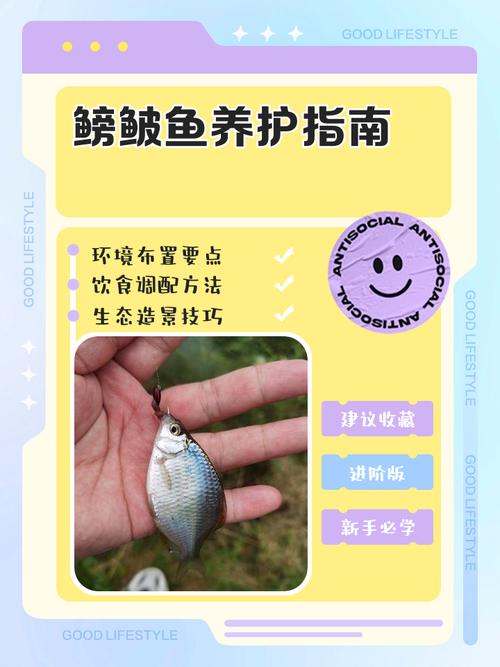 鲮鱼养殖周期一般要多久?-图1 鲮鱼养殖周期一般要多久?-图1