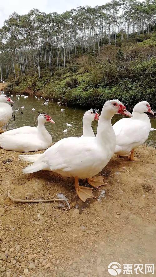 什么品种番鸭飞行能力最强?-图2 什么品种番鸭飞行能力最强?-图2