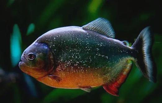 哪些淡水热带鱼能吃?-图3 哪些淡水热带鱼能吃?-图3