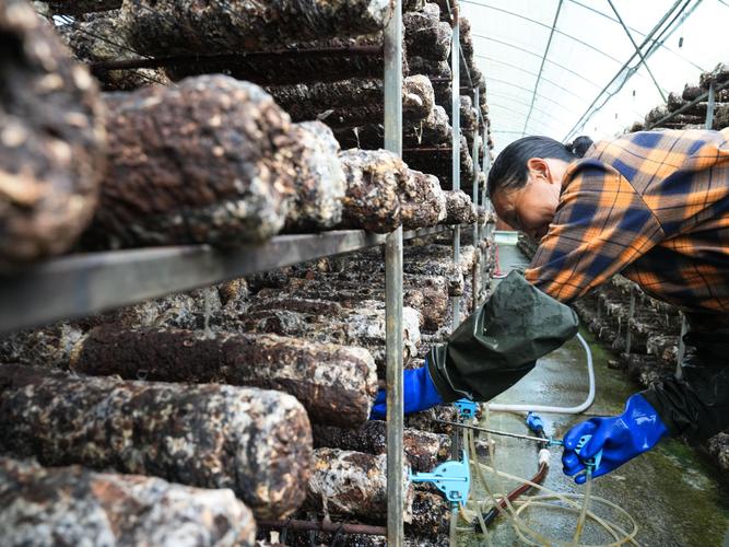 冬季香菇出菇管理有哪些关键技术?-图1 冬季香菇出菇管理有哪些关键技术?-图1