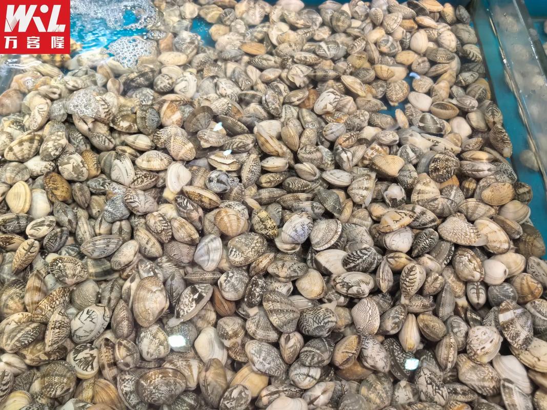 花蛤淡水养殖可行吗？技术难点在哪？-图3