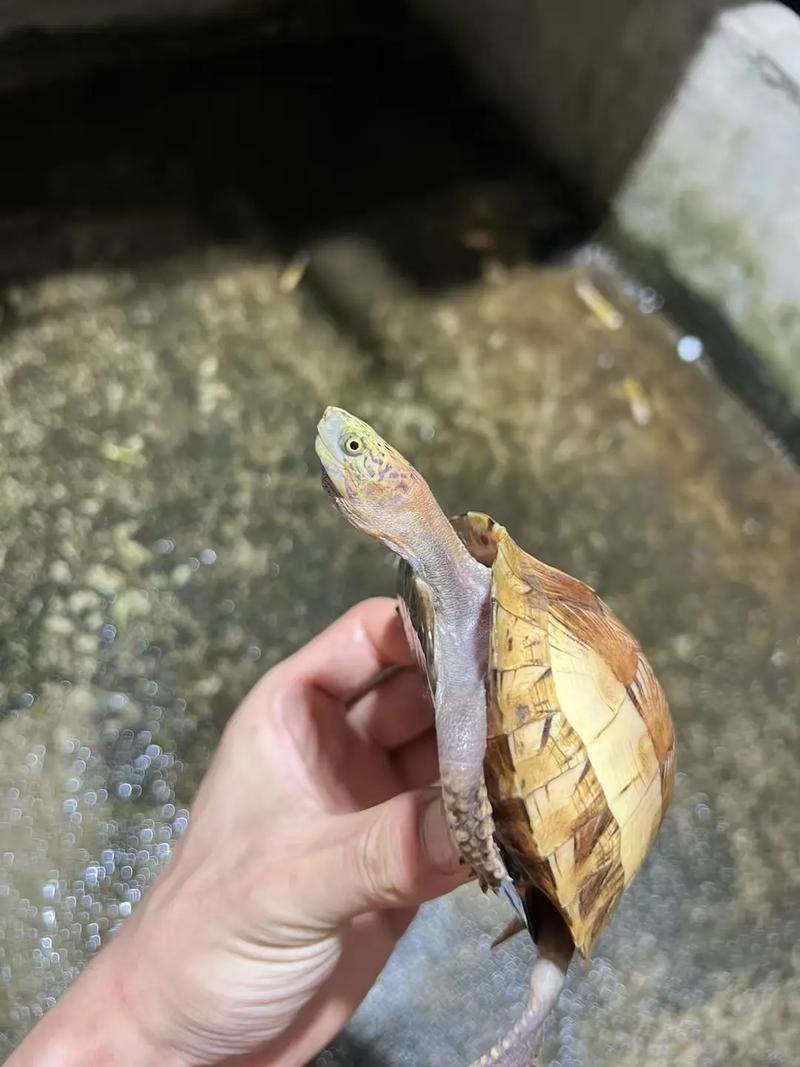 2025黄额闭壳龟价格会涨还是跌？-图2