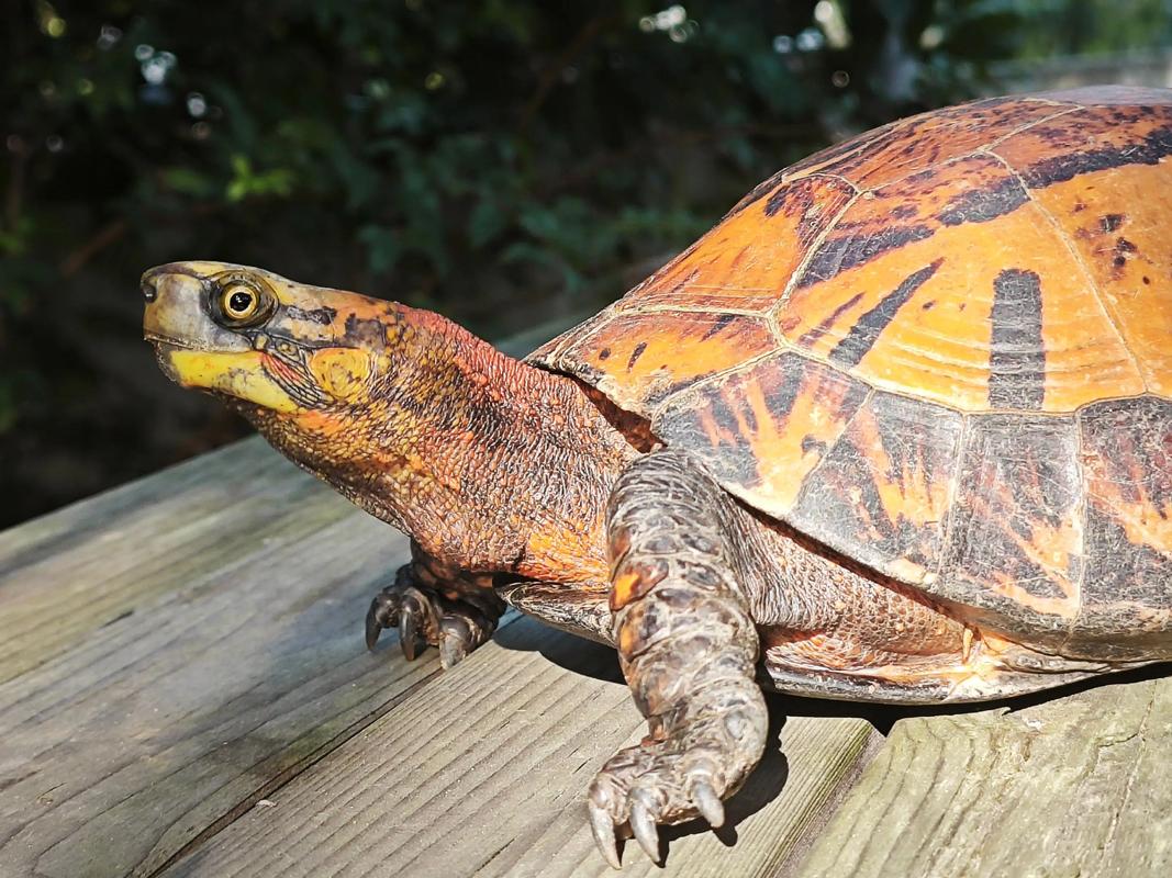 2025黄额闭壳龟价格会涨还是跌？-图1