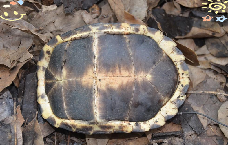 2025黄额闭壳龟价格会涨还是跌？-图3