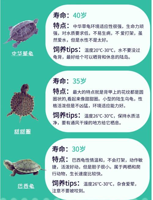 家庭养龟品种怎么选?-图1 家庭养龟品种怎么选?-图1