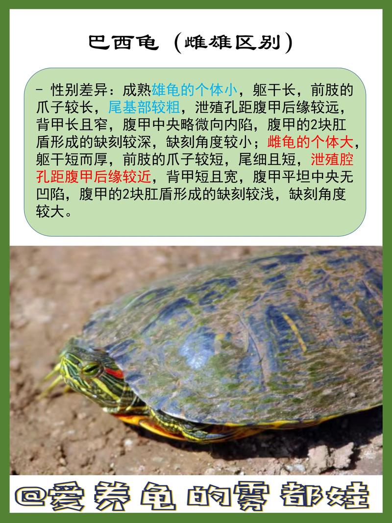 家庭养龟品种怎么选?-图2 家庭养龟品种怎么选?-图2