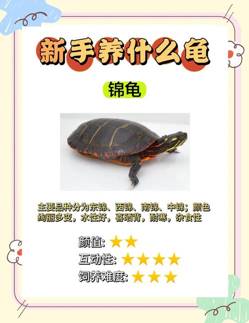 家庭养龟品种怎么选?-图3 家庭养龟品种怎么选?-图3