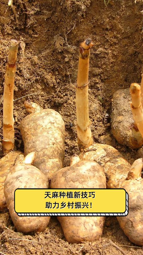 云南天麻怎么种?关键种植技术有哪些?-图3 云南天麻怎么种?关键种植技术有哪些?-图3