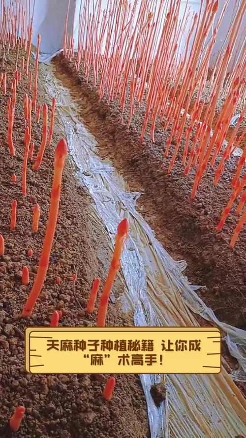 云南天麻怎么种?关键种植技术有哪些?-图2 云南天麻怎么种?关键种植技术有哪些?-图2