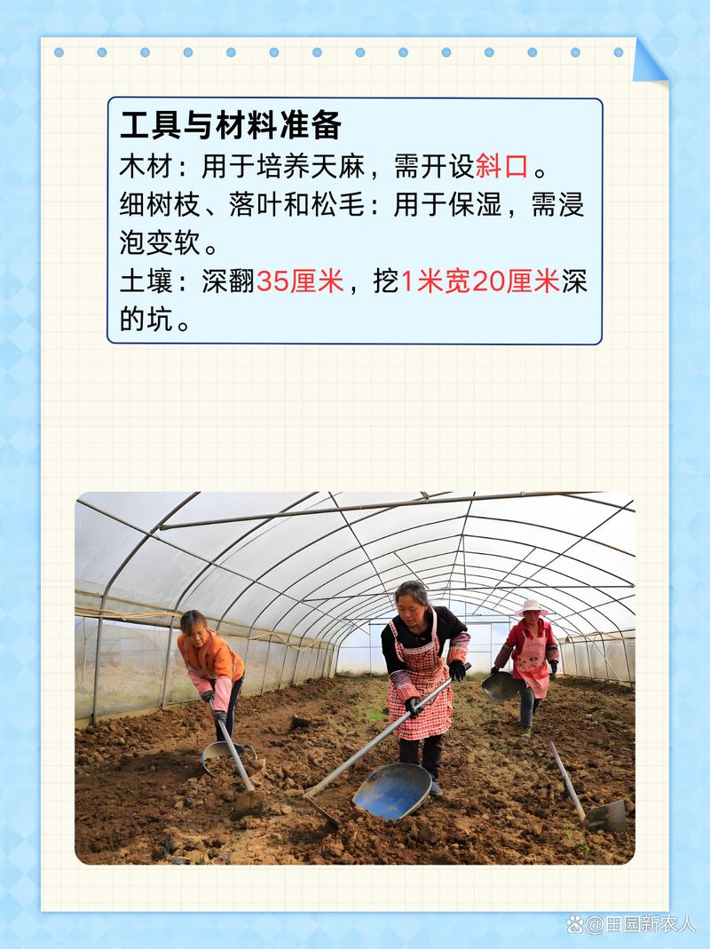 云南天麻怎么种?关键种植技术有哪些?-图1 云南天麻怎么种?关键种植技术有哪些?-图1