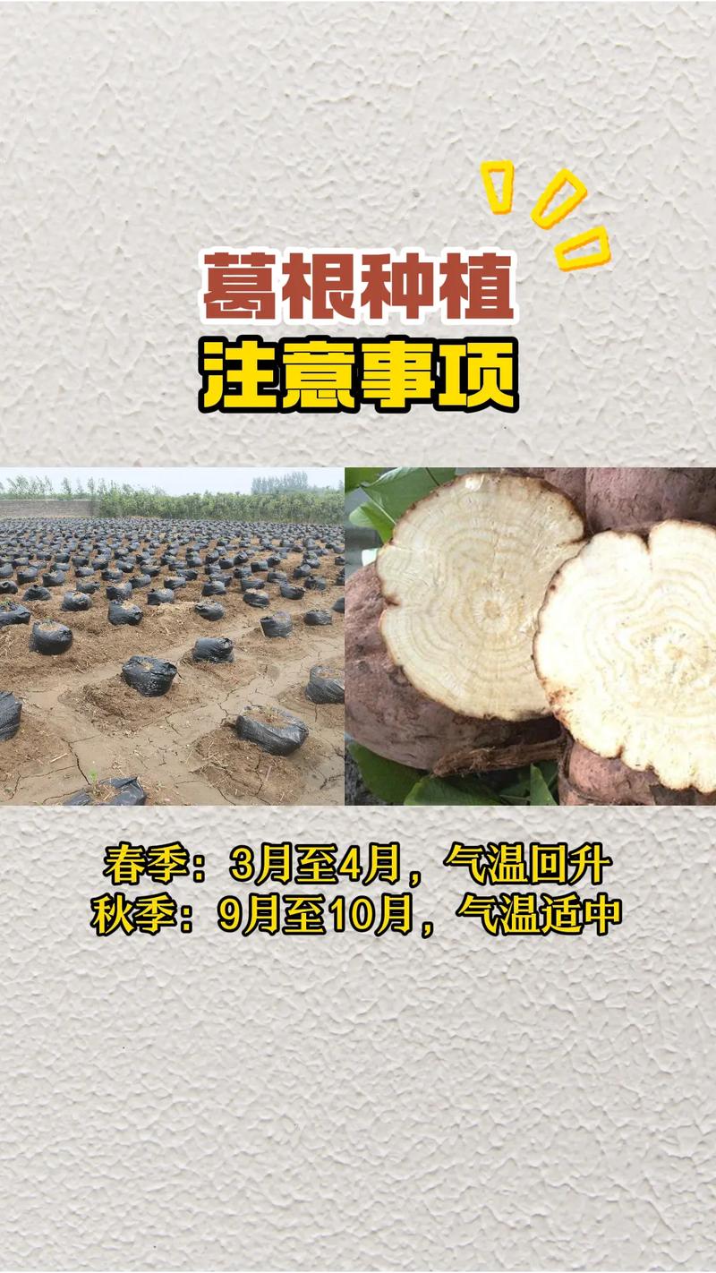 葛根种植技术如何?咨询公司解答疑问。-图1 葛根种植技术如何?咨询公司解答疑问。-图1