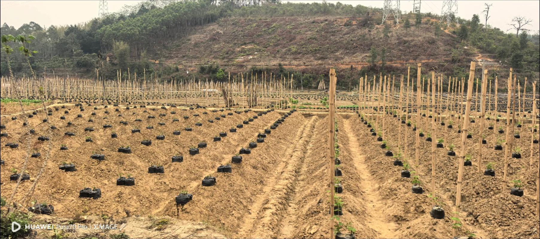 葛根种植技术如何?咨询公司解答疑问。-图3 葛根种植技术如何?咨询公司解答疑问。-图3