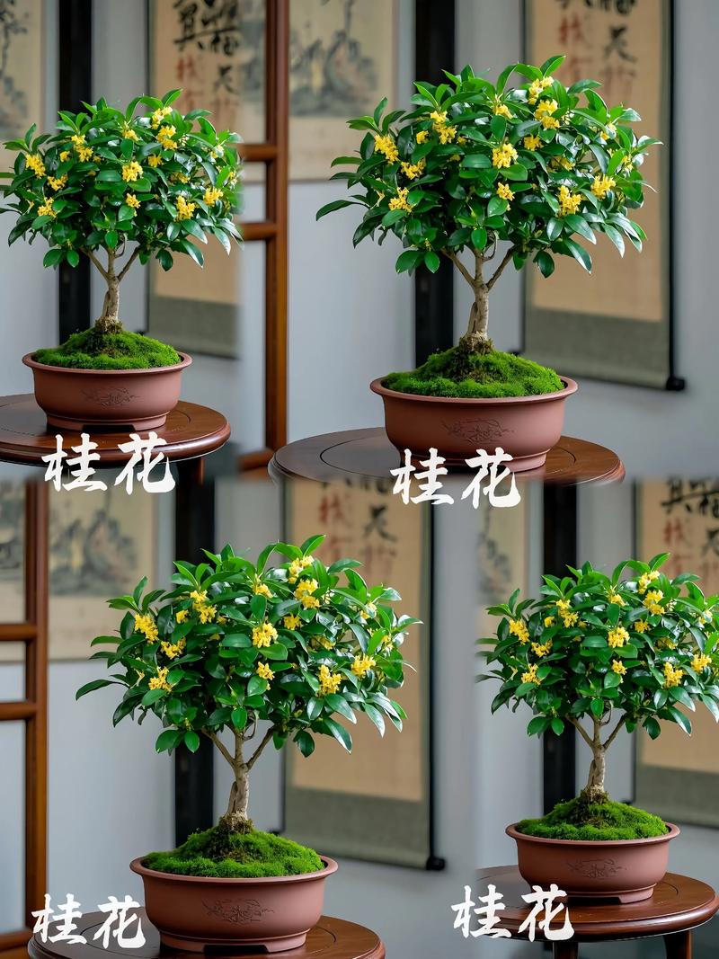 盆栽桂花选什么品种好？-图3