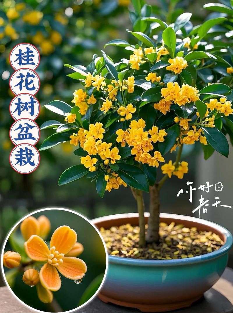 盆栽桂花选什么品种好？-图2