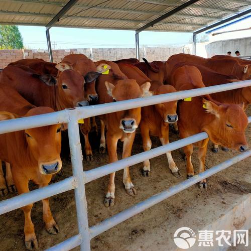 改良鲁西黄牛养殖技术有何创新？-图3