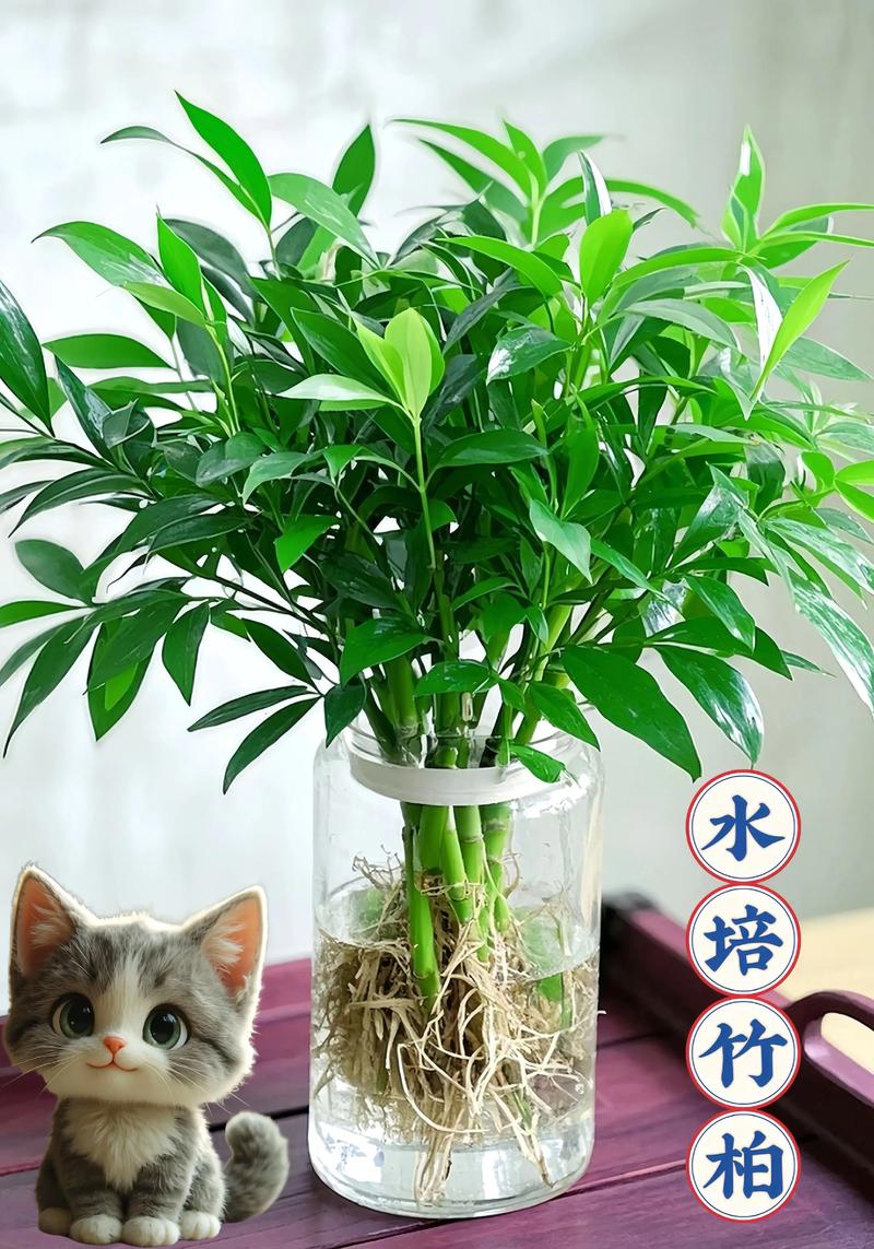 水培细叶竹有哪些常见品种?-图3 水培细叶竹有哪些常见品种?-图3