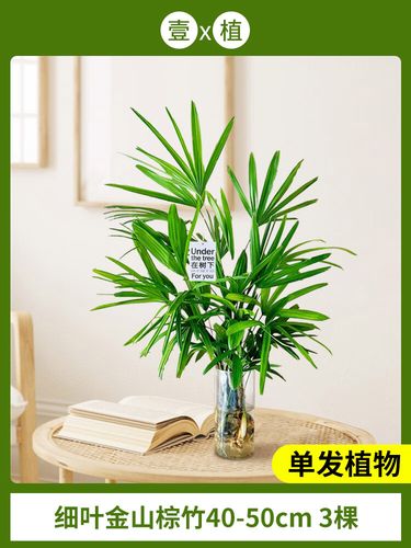 水培细叶竹有哪些常见品种?-图1 水培细叶竹有哪些常见品种?-图1