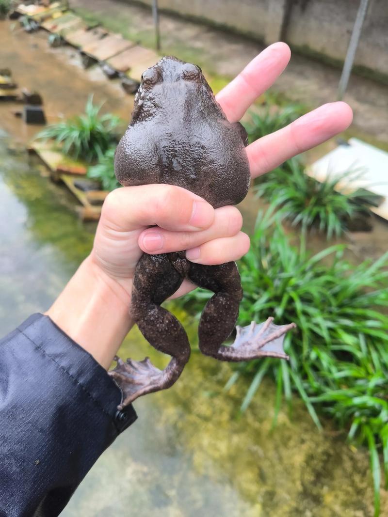 生态石蛙繁殖技术视频,如何高效掌握核心要点?-图1 生态石蛙繁殖技术视频,如何高效掌握核心要点?-图1