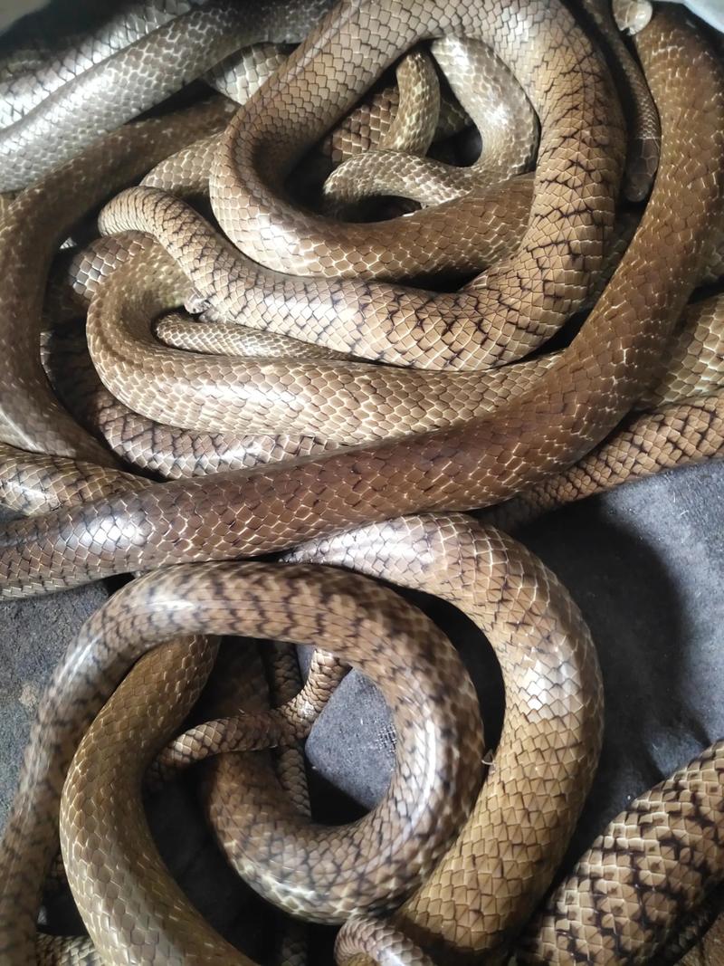 2025大王蛇蛇蛋价格为何波动?-图2 2025大王蛇蛇蛋价格为何波动?-图2