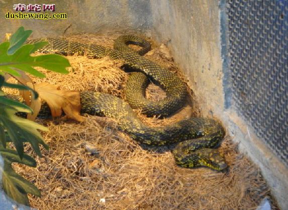 2025大王蛇蛇蛋价格为何波动?-图3 2025大王蛇蛇蛋价格为何波动?-图3