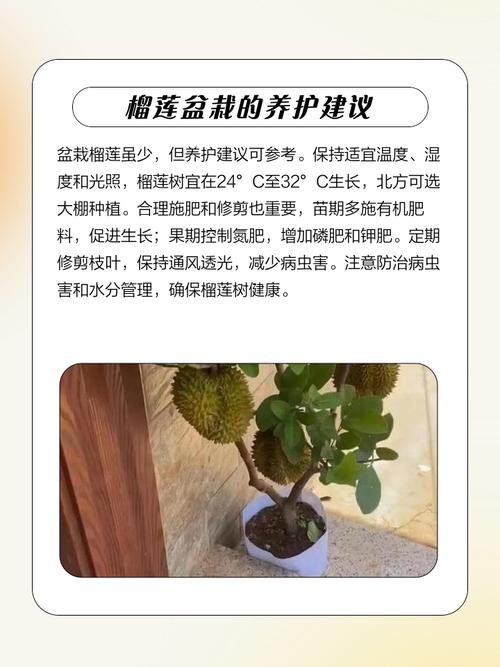 榴莲种植技术有哪些关键要点?-图1 榴莲种植技术有哪些关键要点?-图1