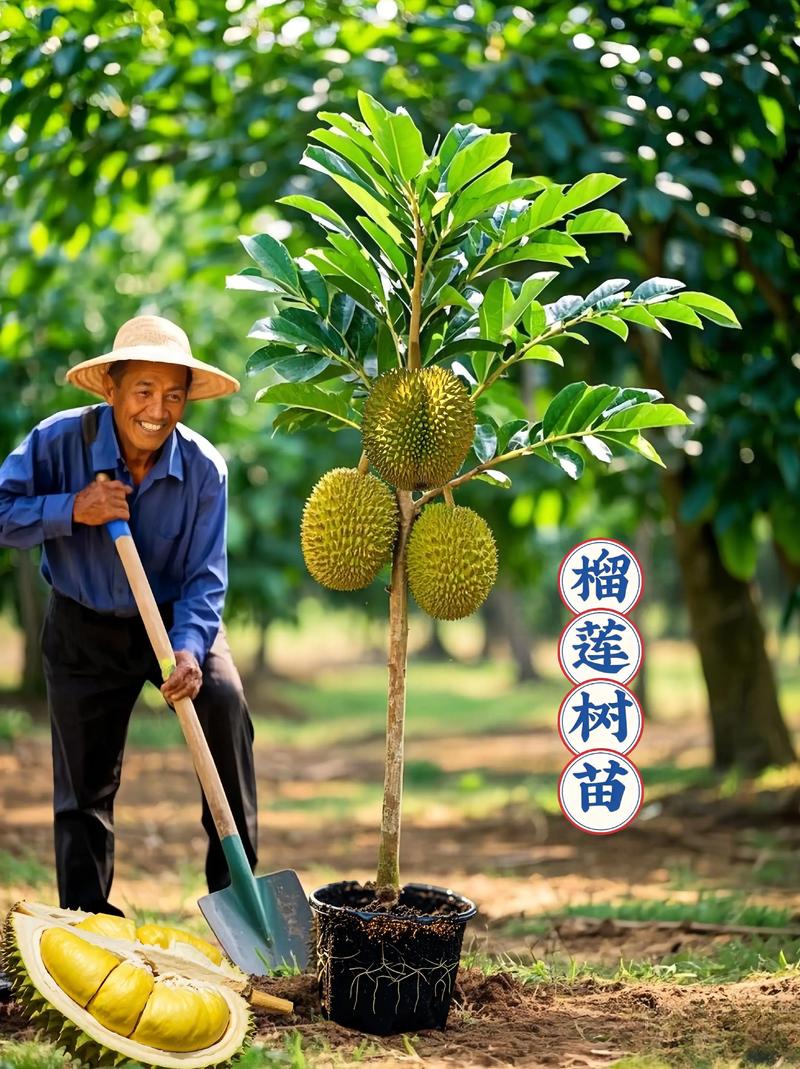 榴莲种植技术有哪些关键要点？-图2