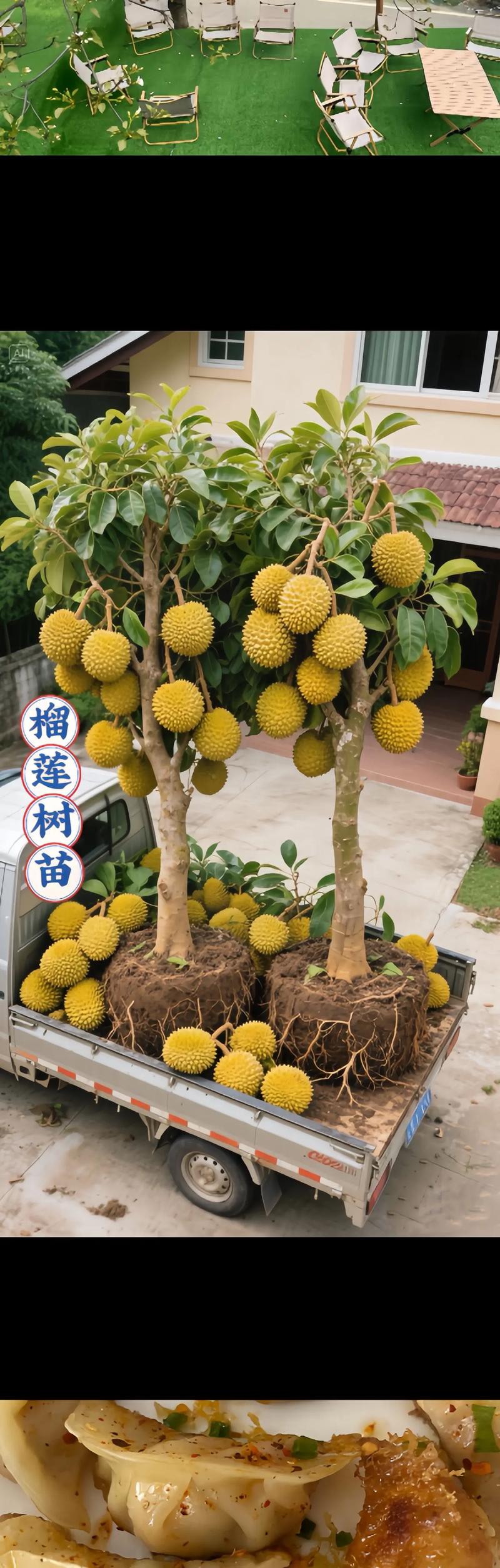 榴莲种植技术有哪些关键要点？-图3