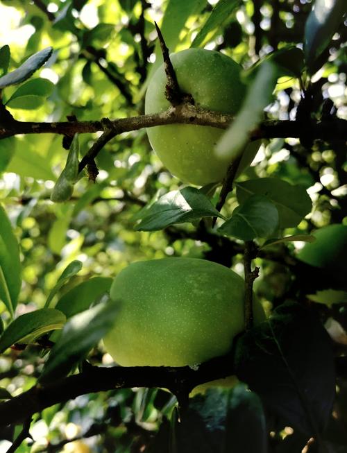 木瓜树品种有哪些?看图识种!-图2 木瓜树品种有哪些?看图识种!-图2