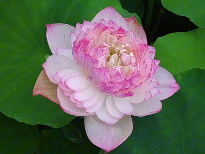 名贵碗莲品种有哪些?-图2 名贵碗莲品种有哪些?-图2