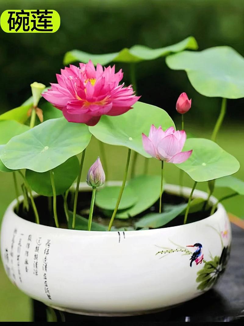 名贵碗莲品种有哪些?-图3 名贵碗莲品种有哪些?-图3