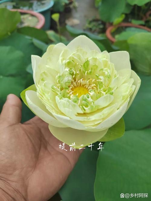 名贵碗莲品种有哪些?-图1 名贵碗莲品种有哪些?-图1