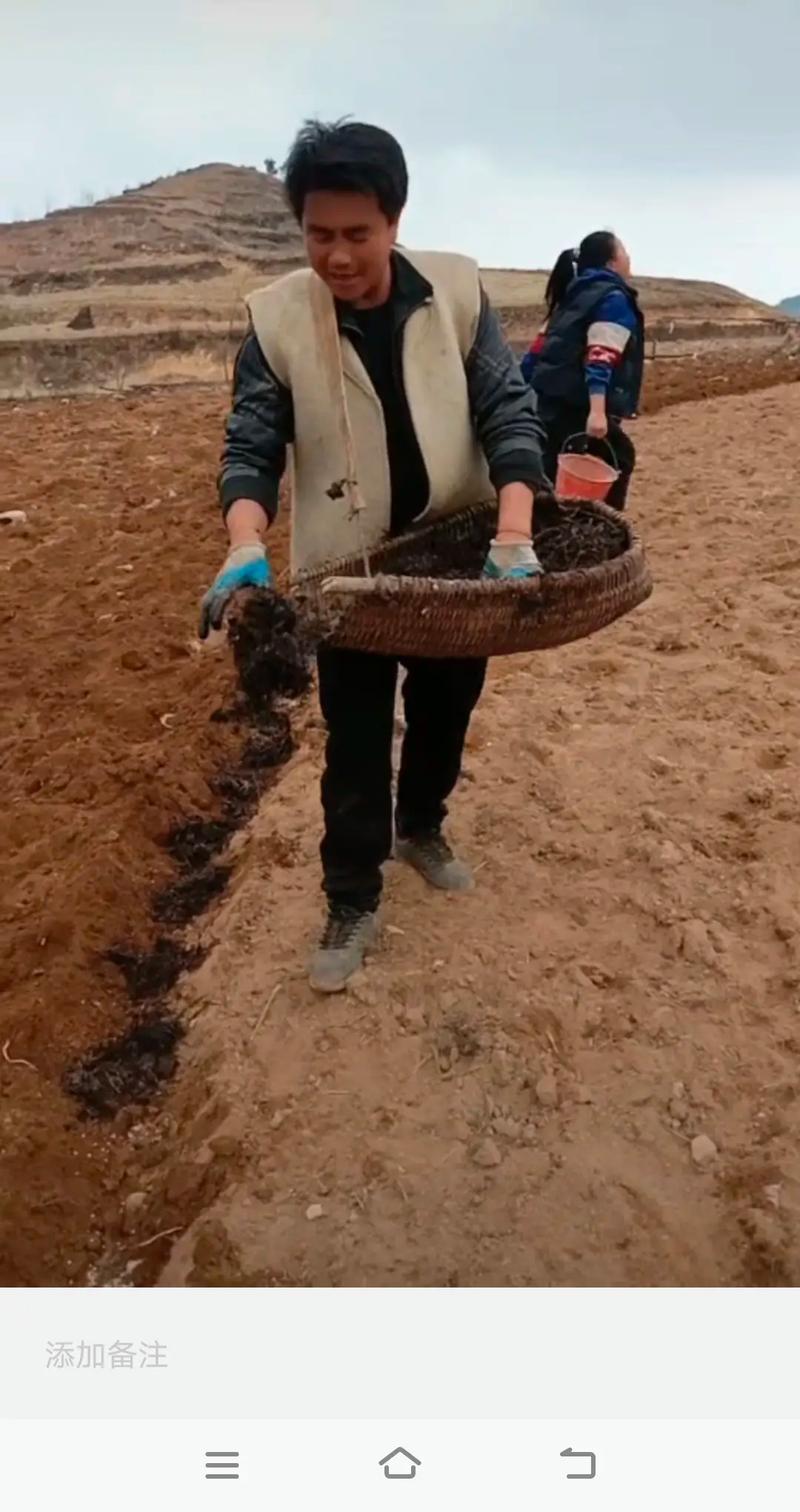 如何下载土豆种植技术视频？-图2