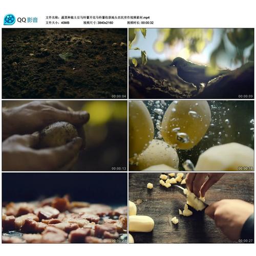 如何下载土豆种植技术视频？-图3