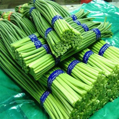 2025年金乡蒜苔价格会涨还是会跌?-图1 2025年金乡蒜苔价格会涨还是会跌?-图1