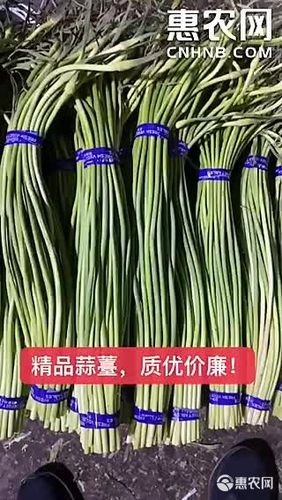 2025年金乡蒜苔价格会涨还是会跌？-图2