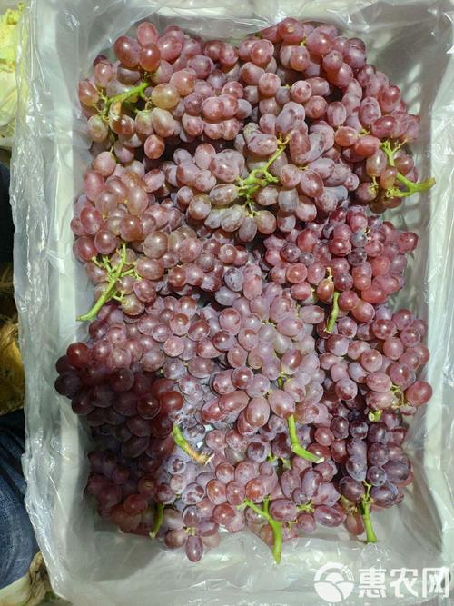 无籽小葡萄有哪些品种?-图1 无籽小葡萄有哪些品种?-图1