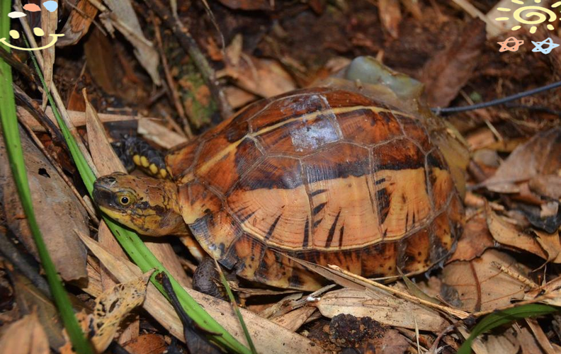 2025黄额闭壳龟价格会涨还是跌？-图3