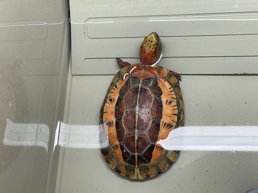 2025黄额闭壳龟价格会涨还是跌?-图1 2025黄额闭壳龟价格会涨还是跌?-图1