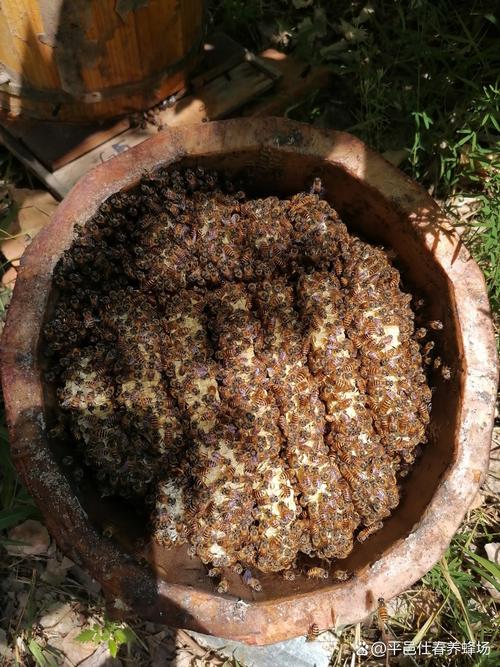 养殖中华蜜蜂过箱技术-图3