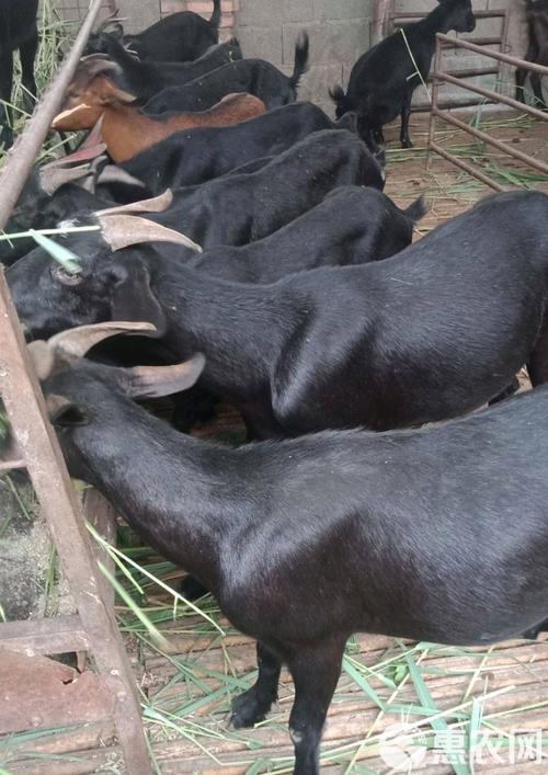黑山羊种羊价格与品种如何选择?-图1 黑山羊种羊价格与品种如何选择?-图1