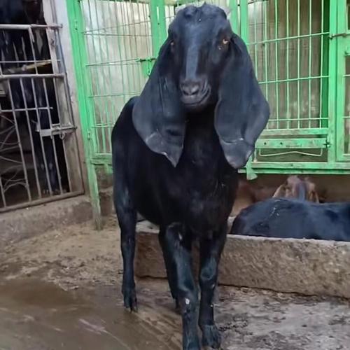 黑山羊种羊价格与品种如何选择?-图2 黑山羊种羊价格与品种如何选择?-图2