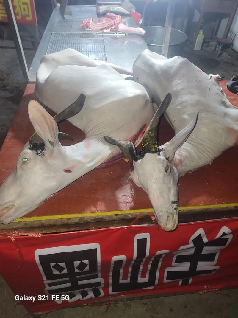 黑山羊种羊价格与品种如何选择?-图3 黑山羊种羊价格与品种如何选择?-图3