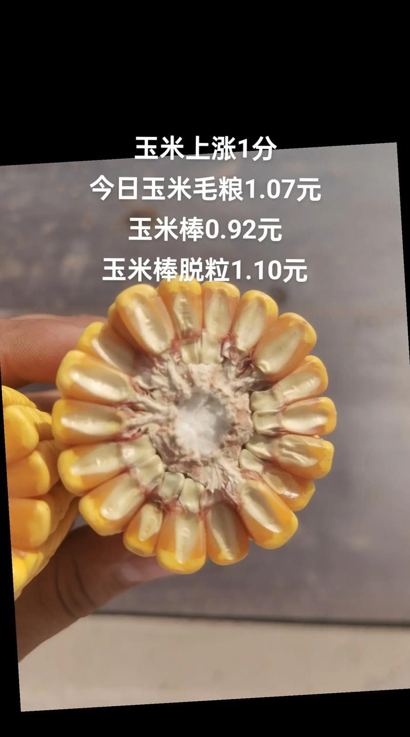 2025年秋季玉米价格-图1 2025年秋季玉米价格-图1